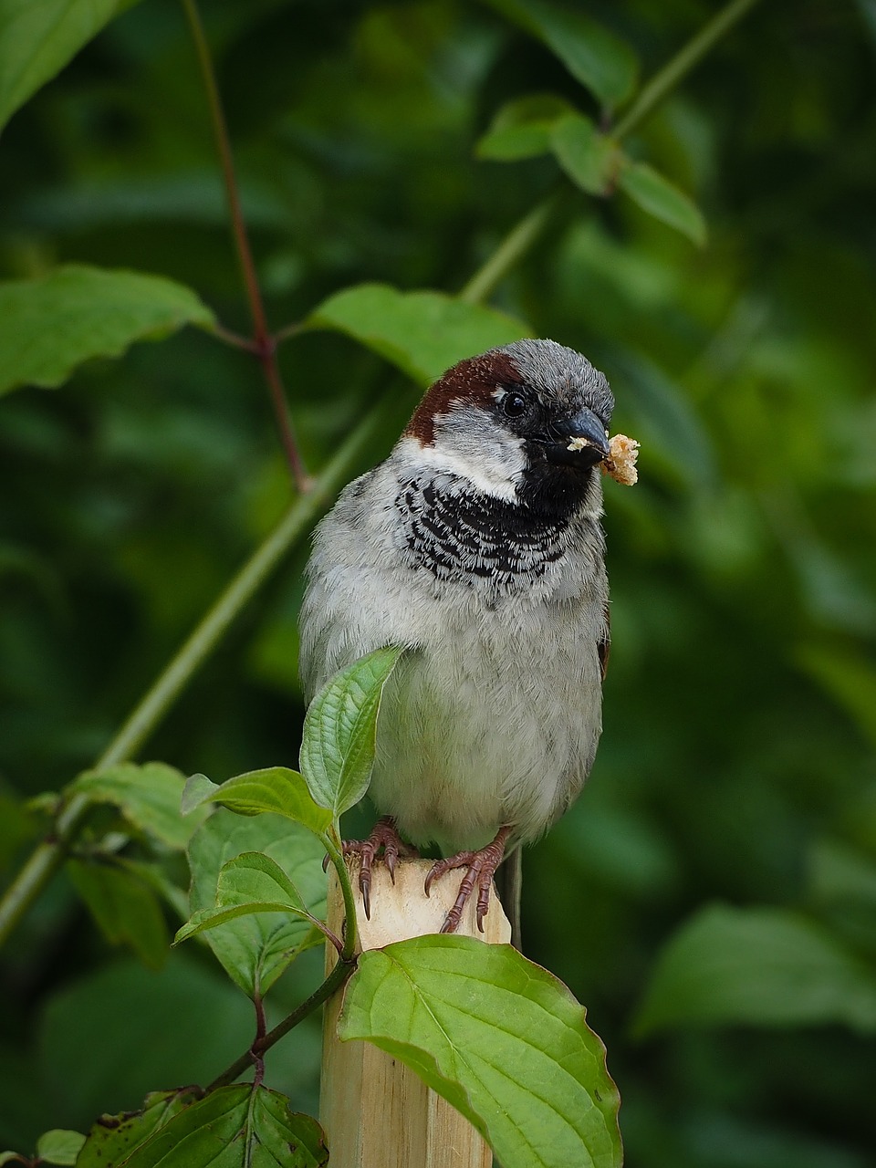 sparrow bird feathers free photo