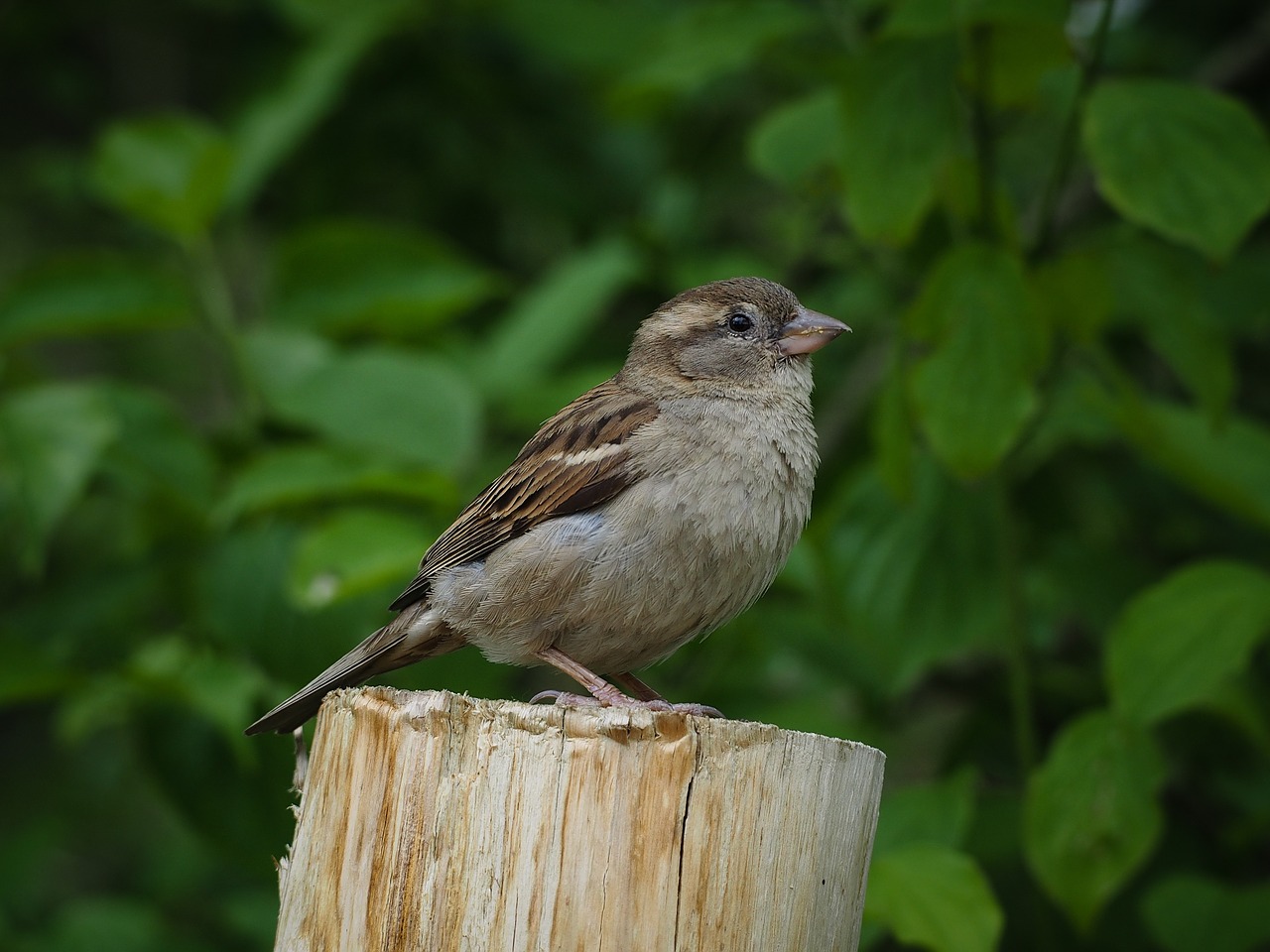 sparrow bird feathers free photo