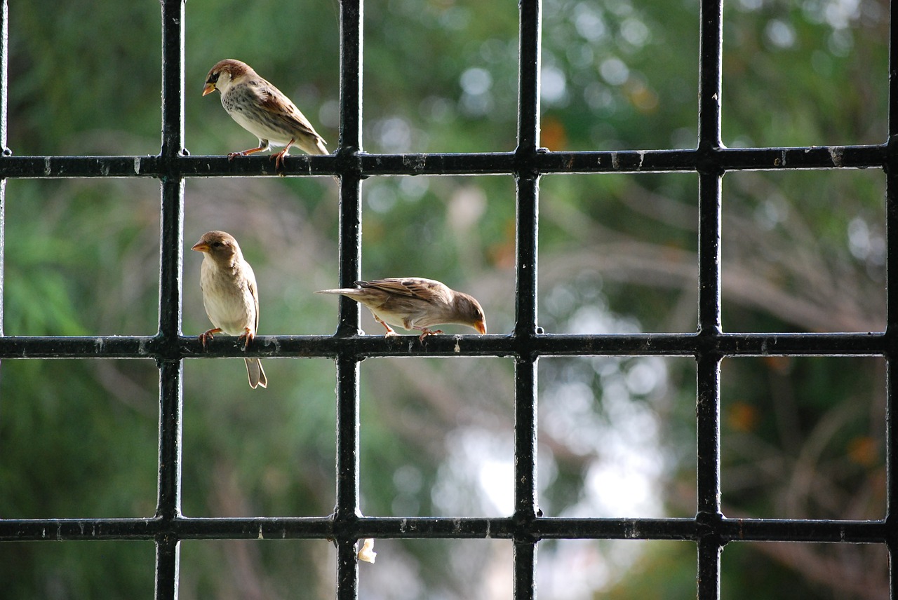 sparrow window birds free photo