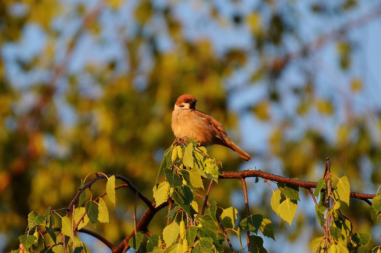 sparrow bird feather free photo
