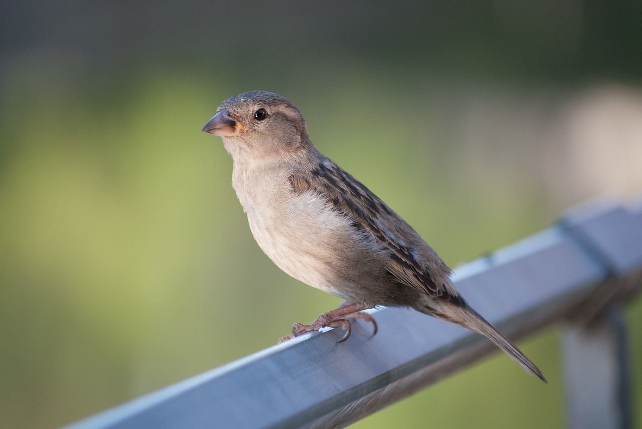 sparrow bird close free photo