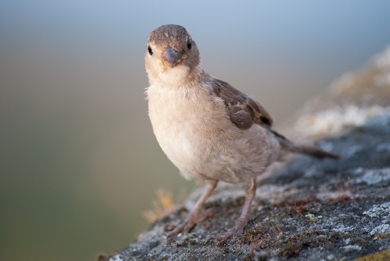 sparrow bird sperling free photo