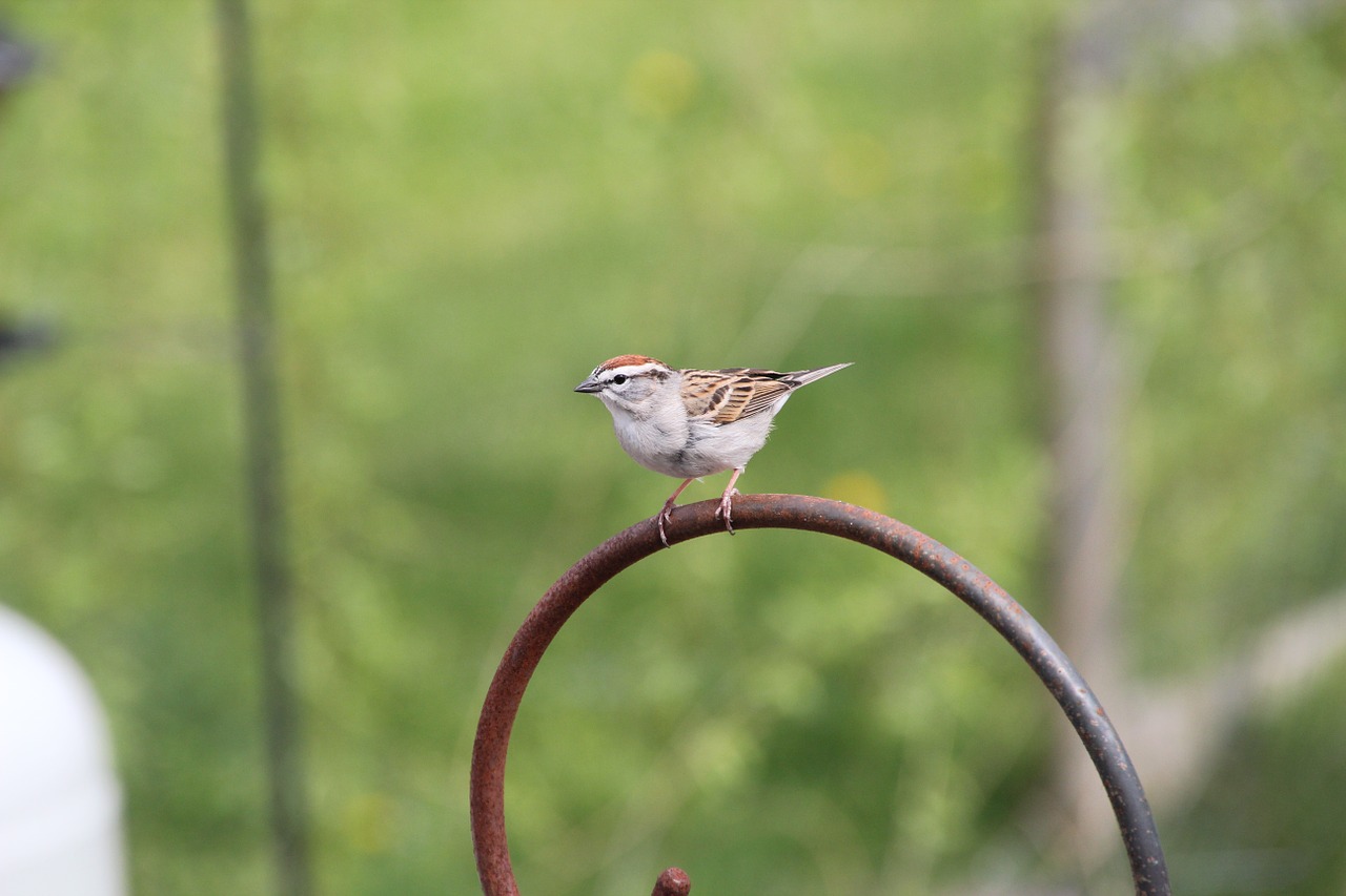 sparrow chipping sparrow bird free photo