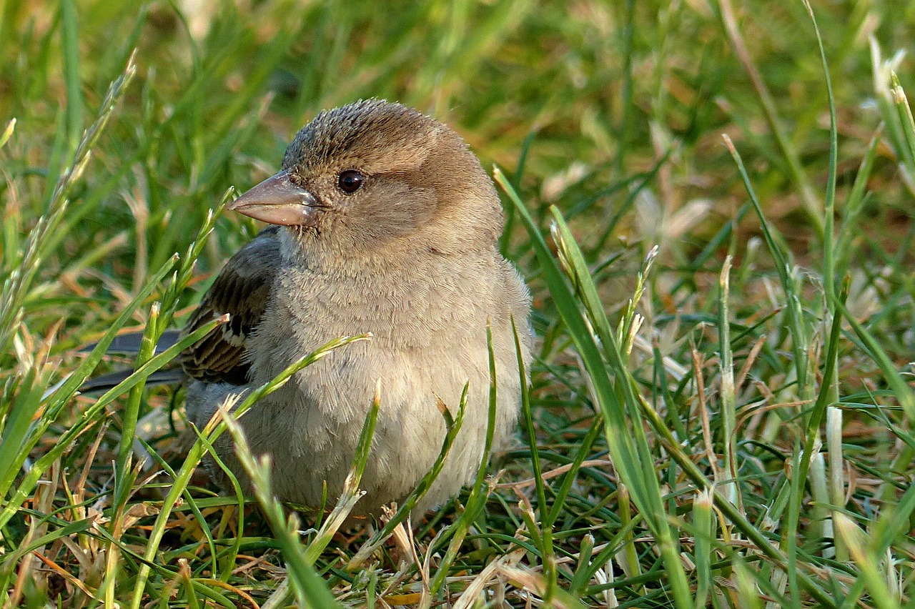 sparrow passer domesticus young free photo