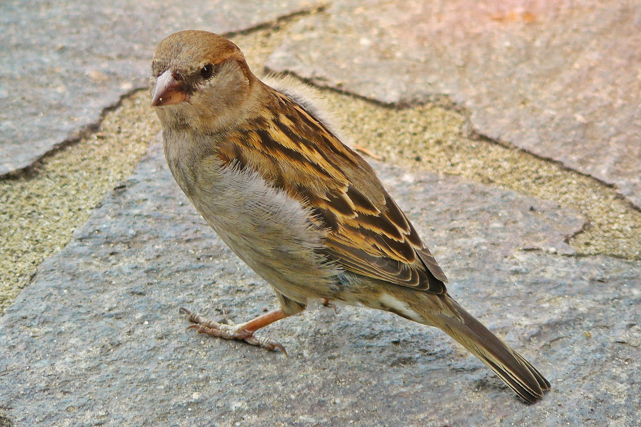 sparrow bird animal free photo