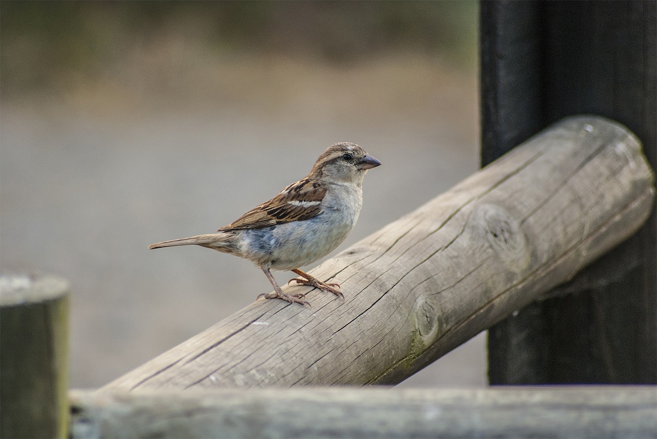 sparrow ave bird free photo