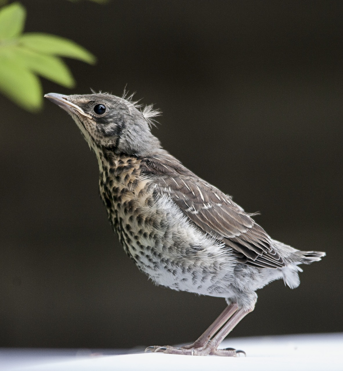 sparrow bird animal free photo