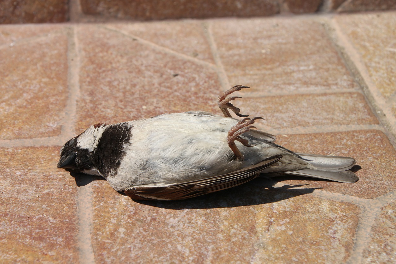 sparrow dead bird free photo