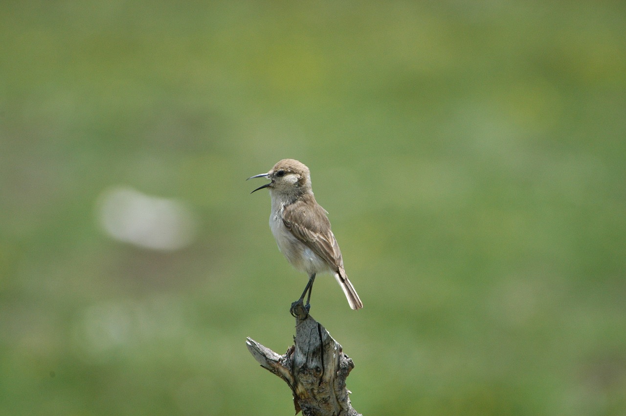 sparrow wild bird ruoergai free photo