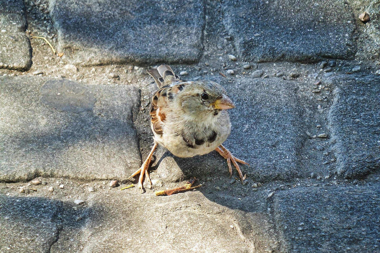 sparrow bird light free photo