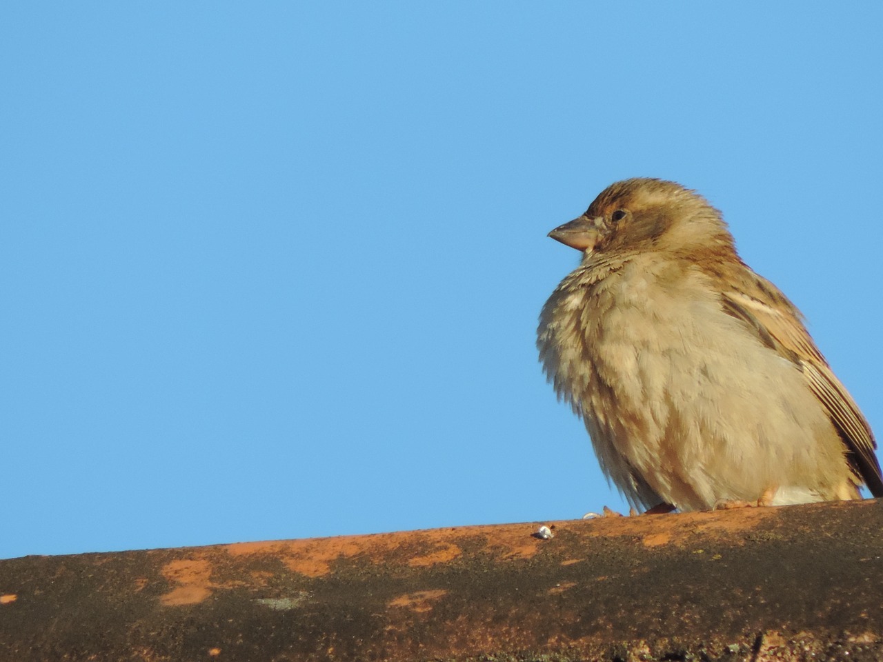 sparrow tropical bird blue free photo