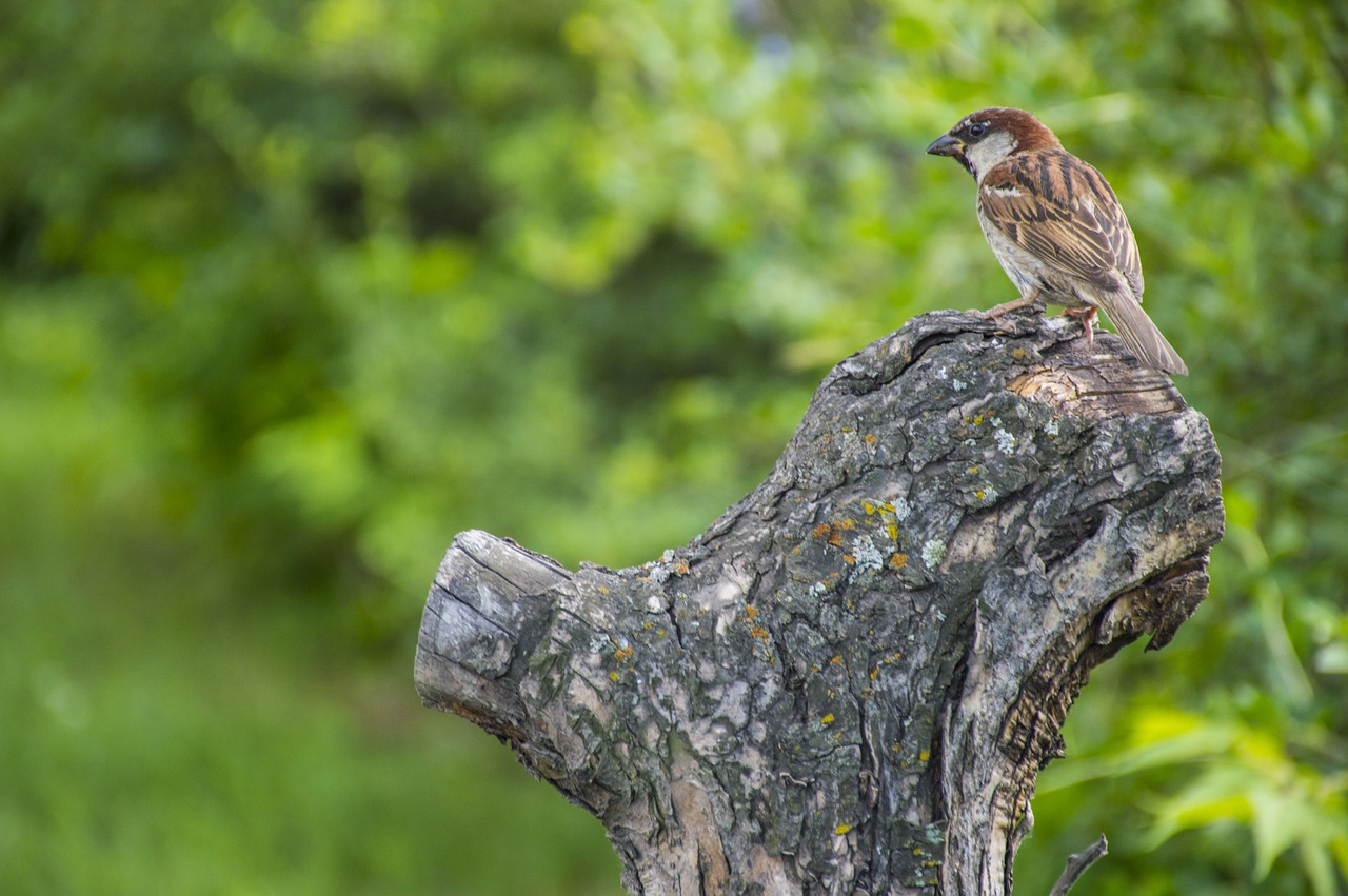 sparrow summer bird free photo