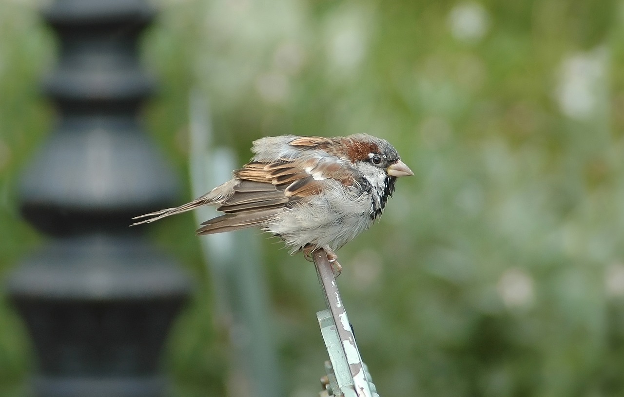 sparrow bird animal free photo