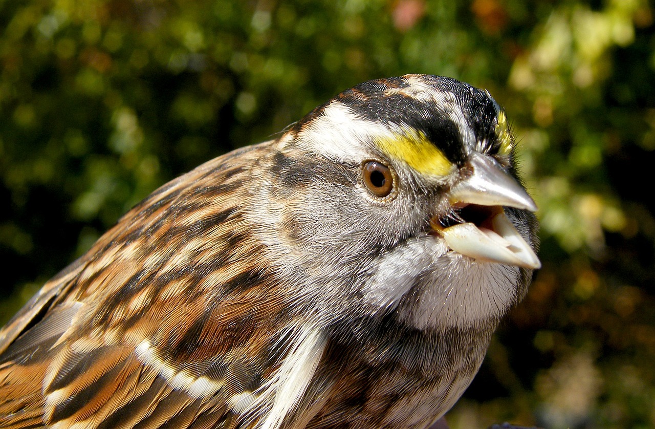 sparrow white-throated bird free photo