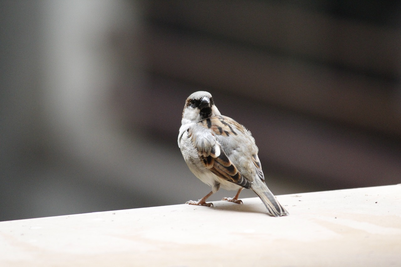 sparrow bird nature free photo