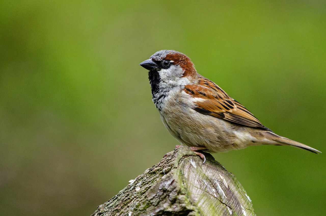 sparrow bird songbird free photo