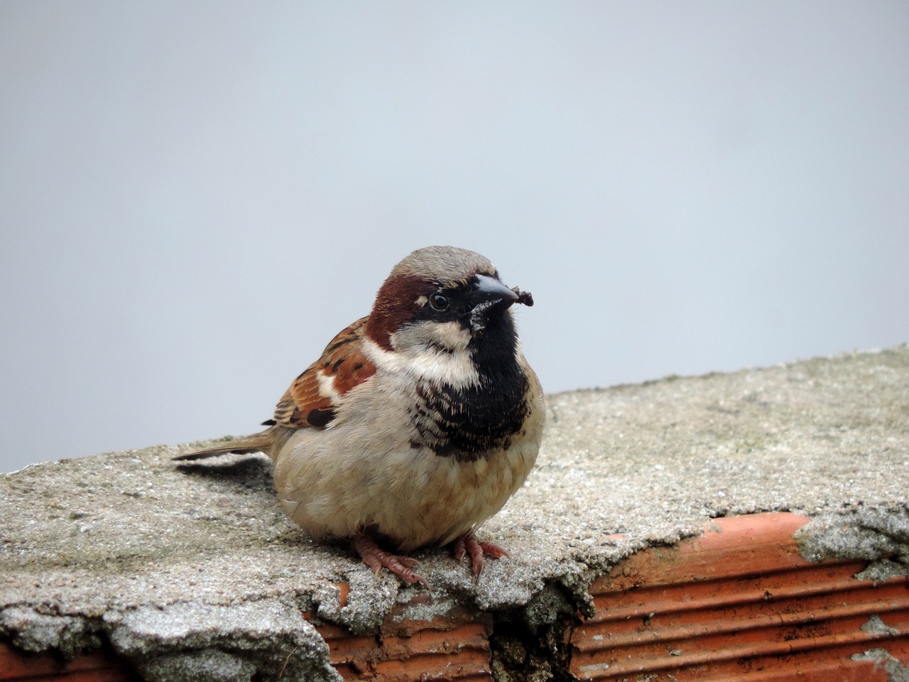 sparrow nature bird free photo