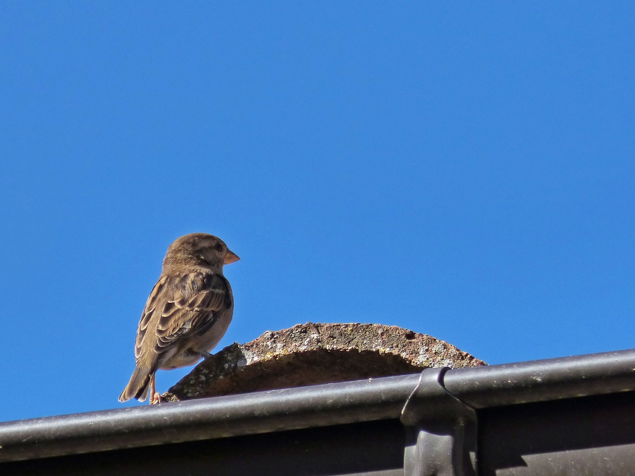 sparrow roof sky free photo