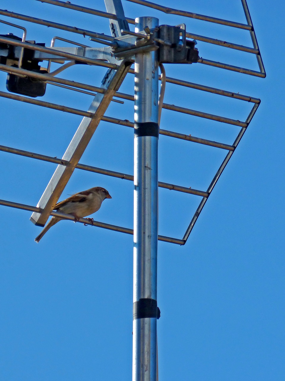 sparrow antenna sky free photo