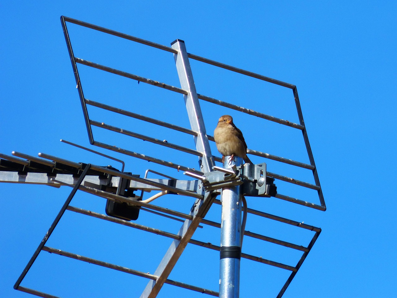 sparrow sky antenna free photo