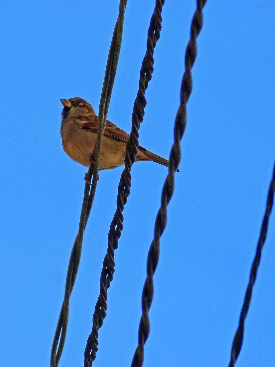 sparrow sky cables free photo