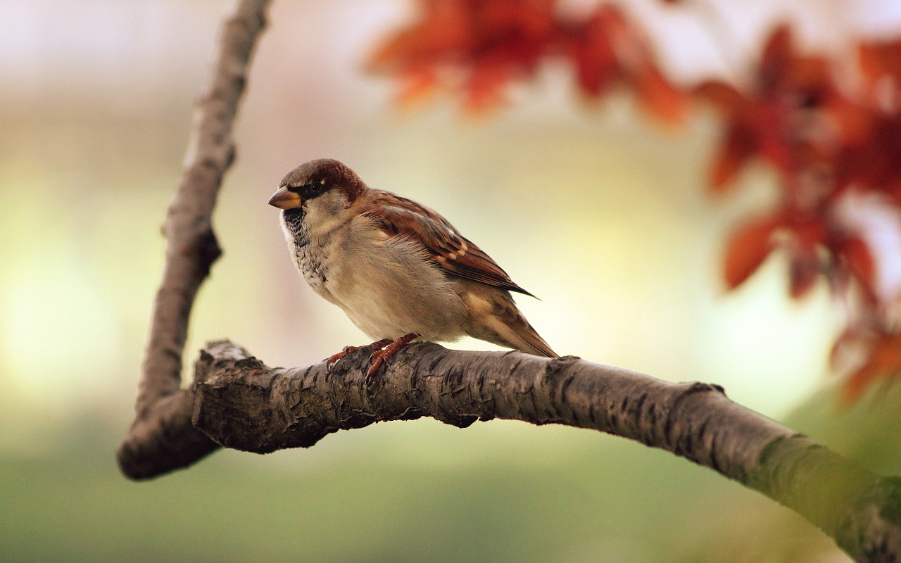 sparrow tree branch free photo