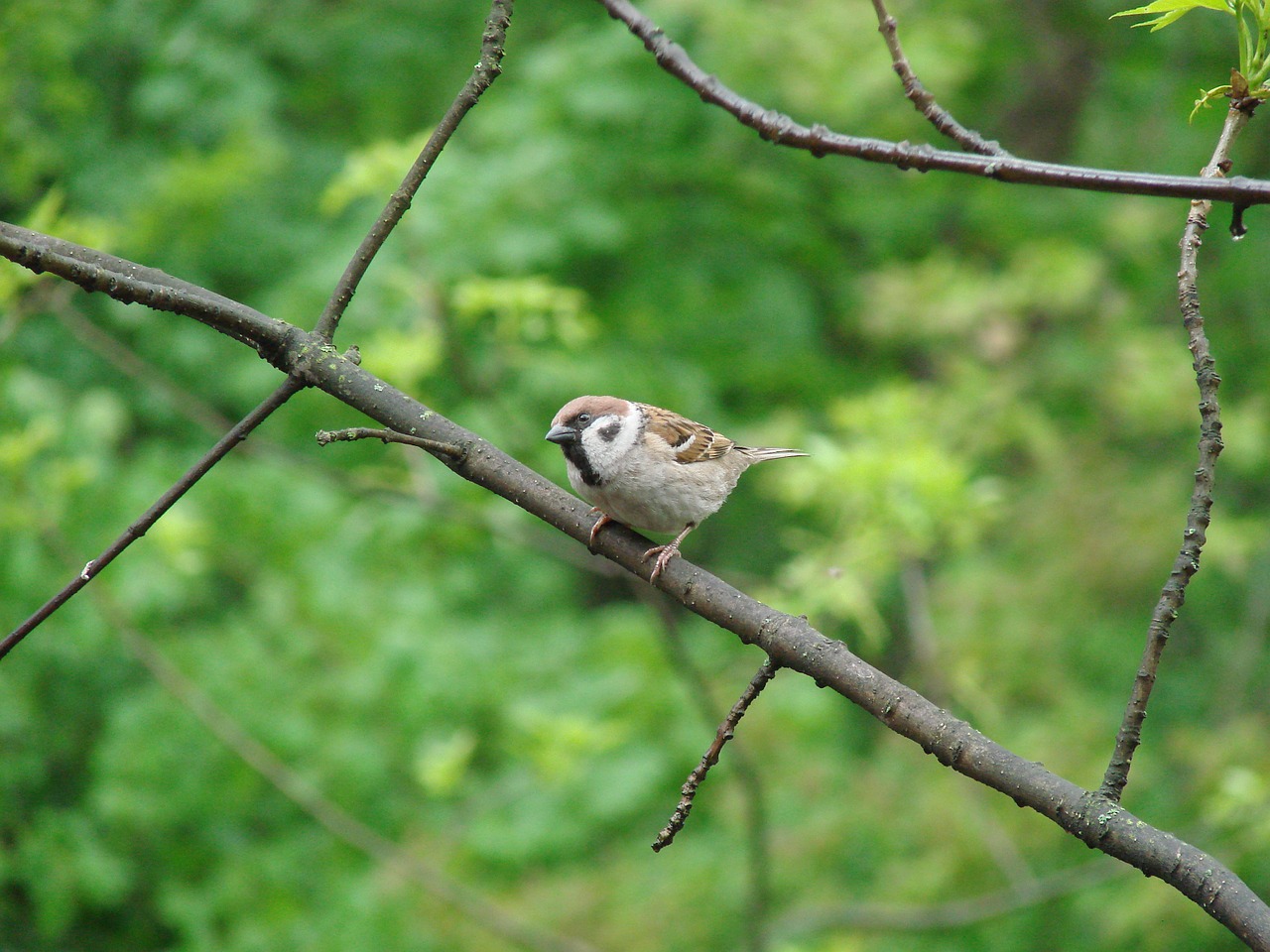 sparrow curiosity birds free photo