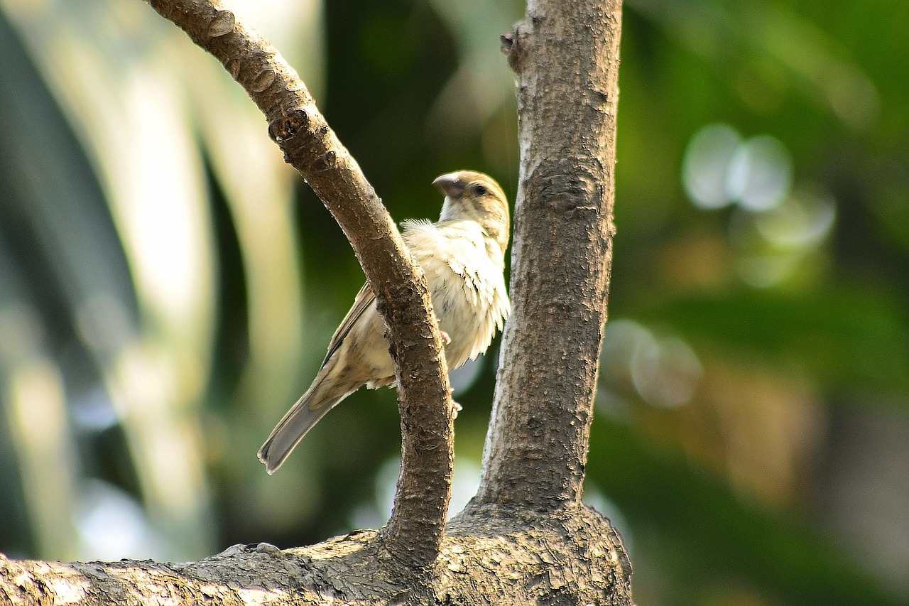 sparrow bird  on the tree  bird free photo