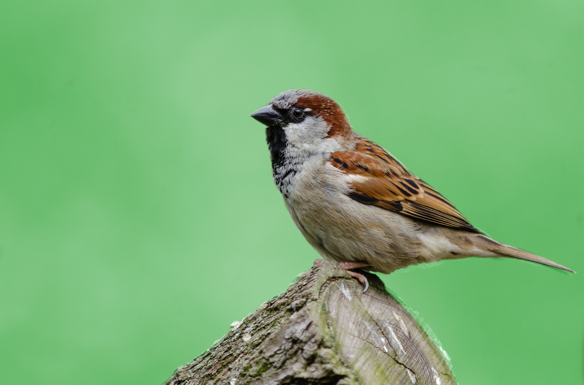 bird sparrow avian free photo