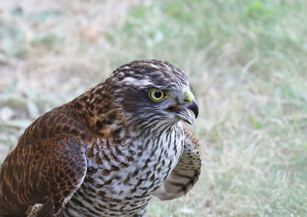 sparrow hawk bird of prey bird free photo