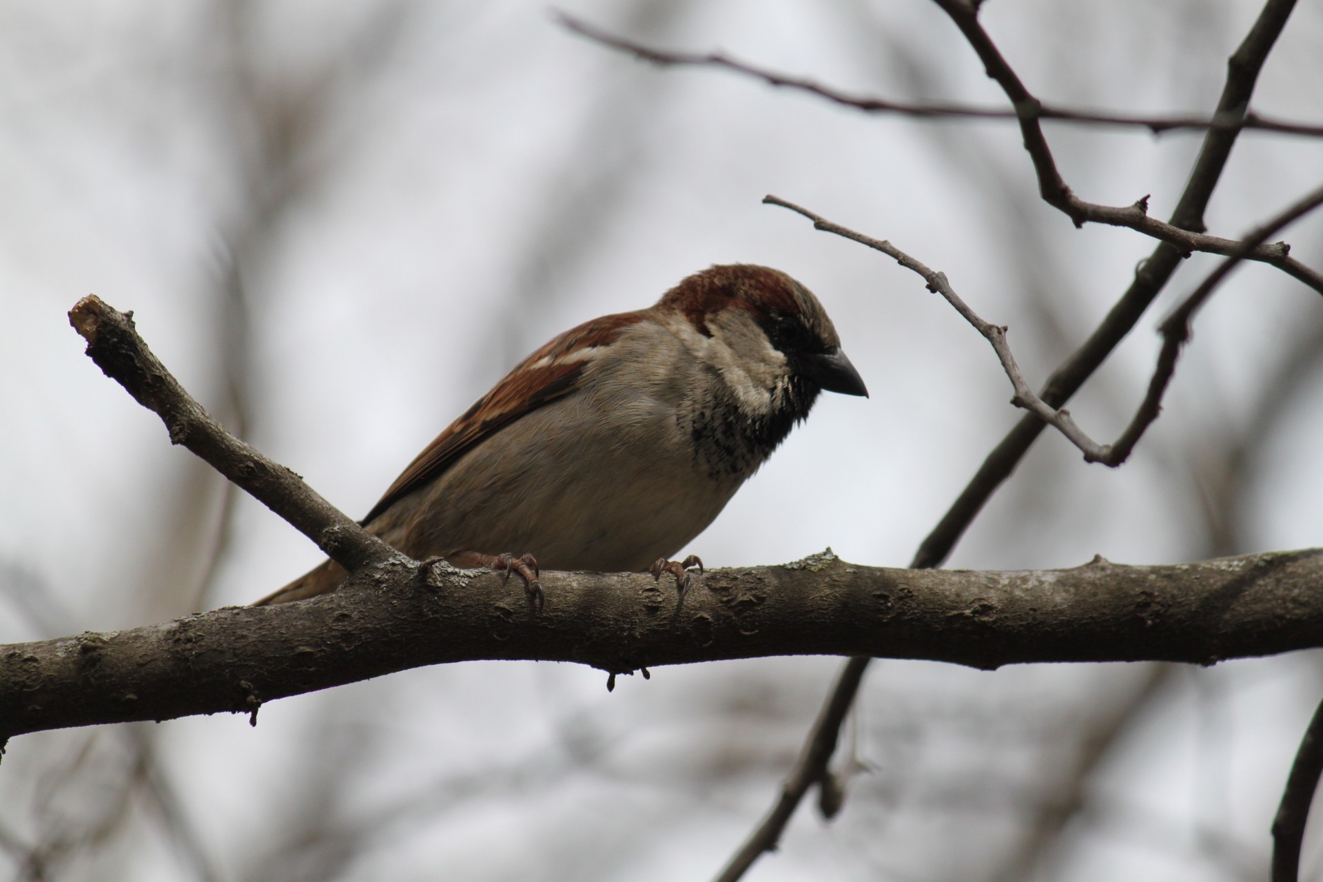 sparrow sparrows bird free photo