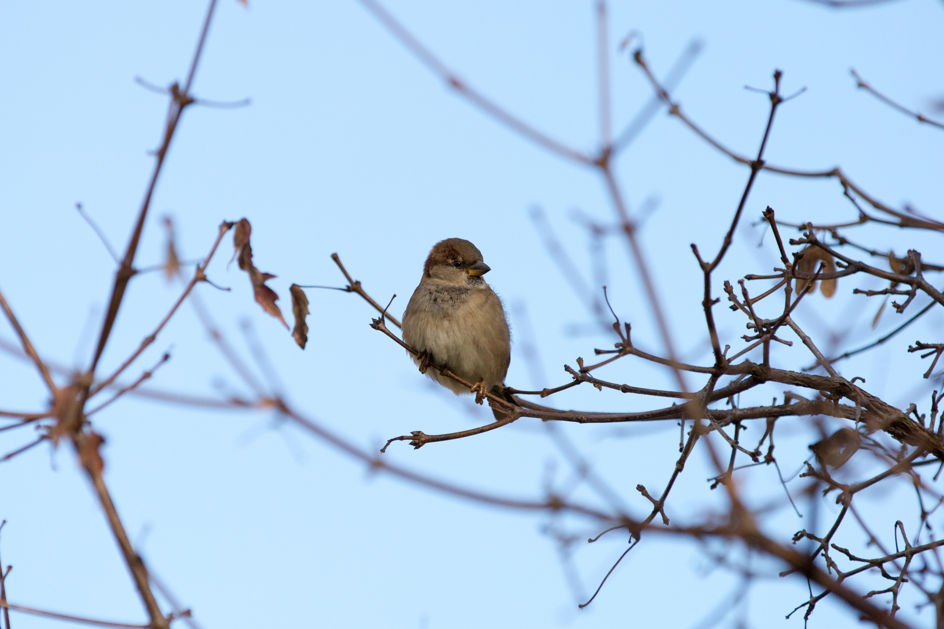 sparrow bird branch free photo