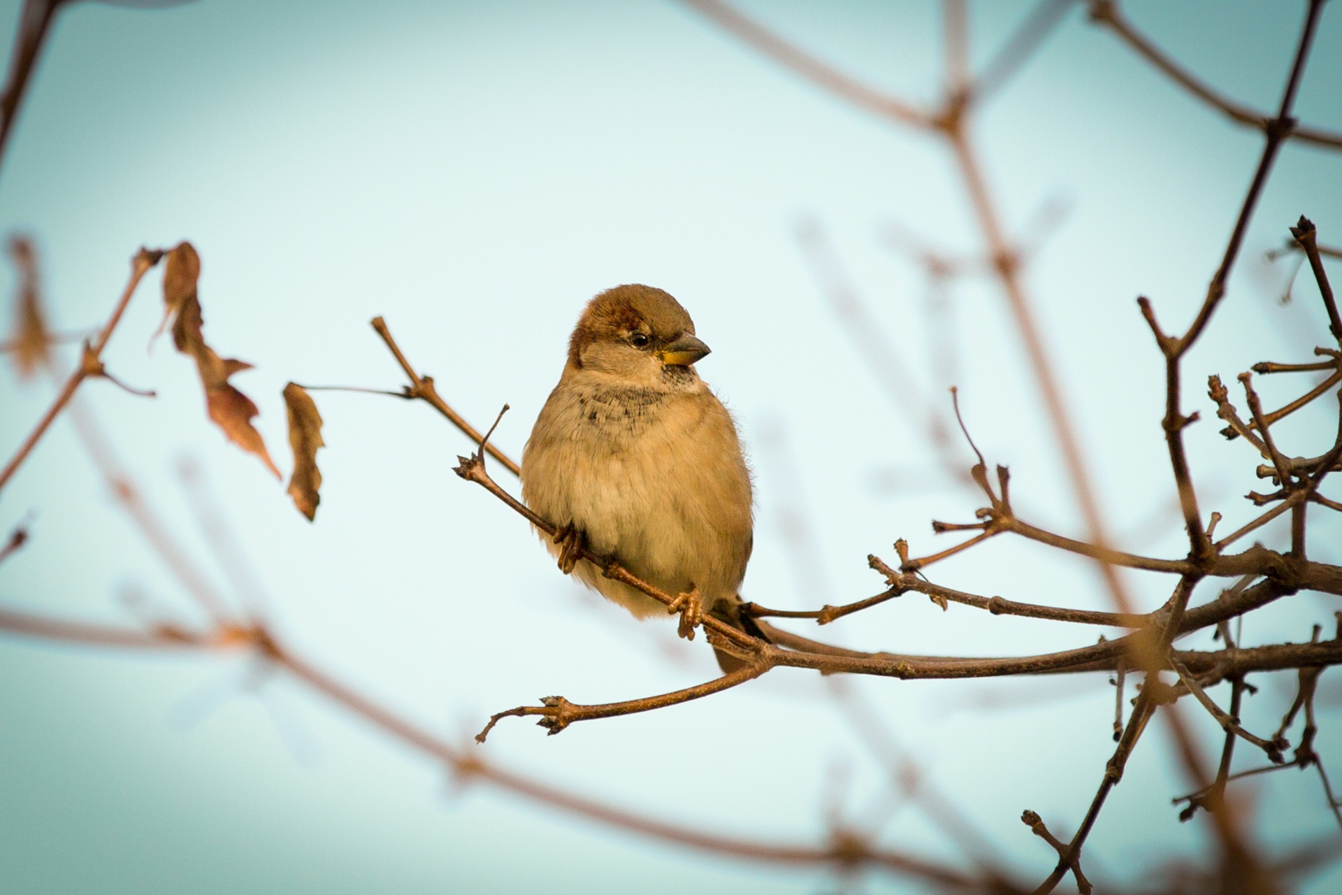 sparrow bird branch free photo