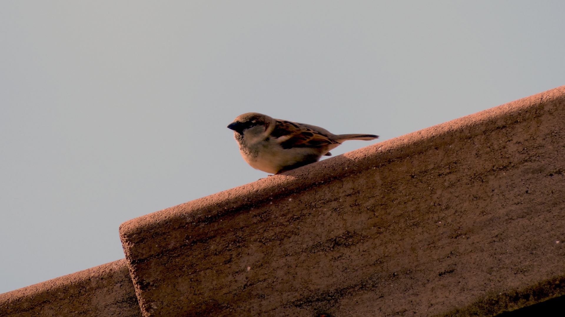 sparrow white brown free photo
