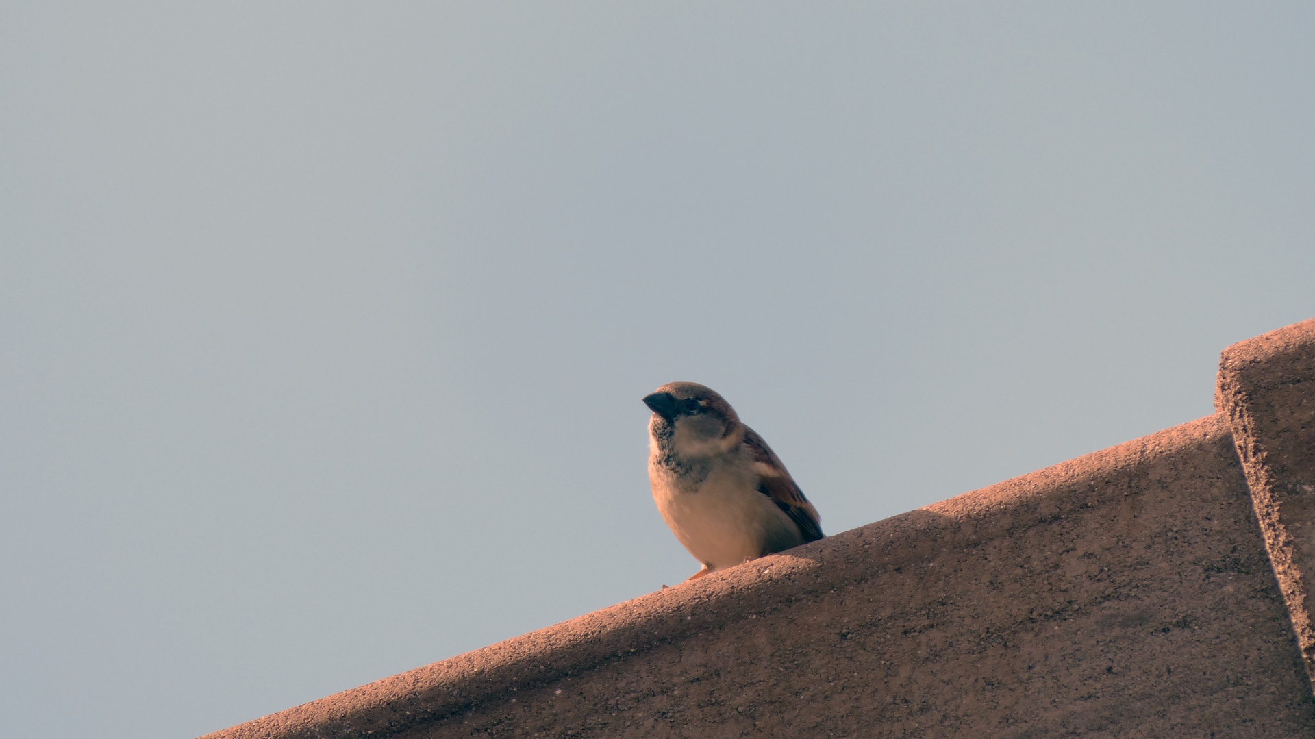 sparrow white brown free photo