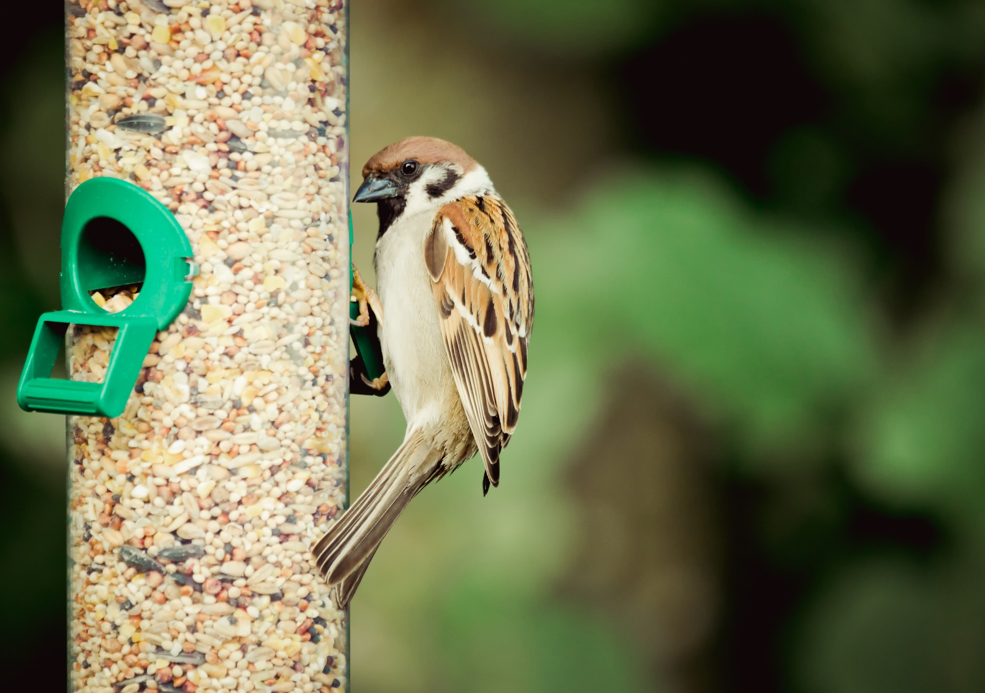 sparrow bird feeder sparrow bird free photo