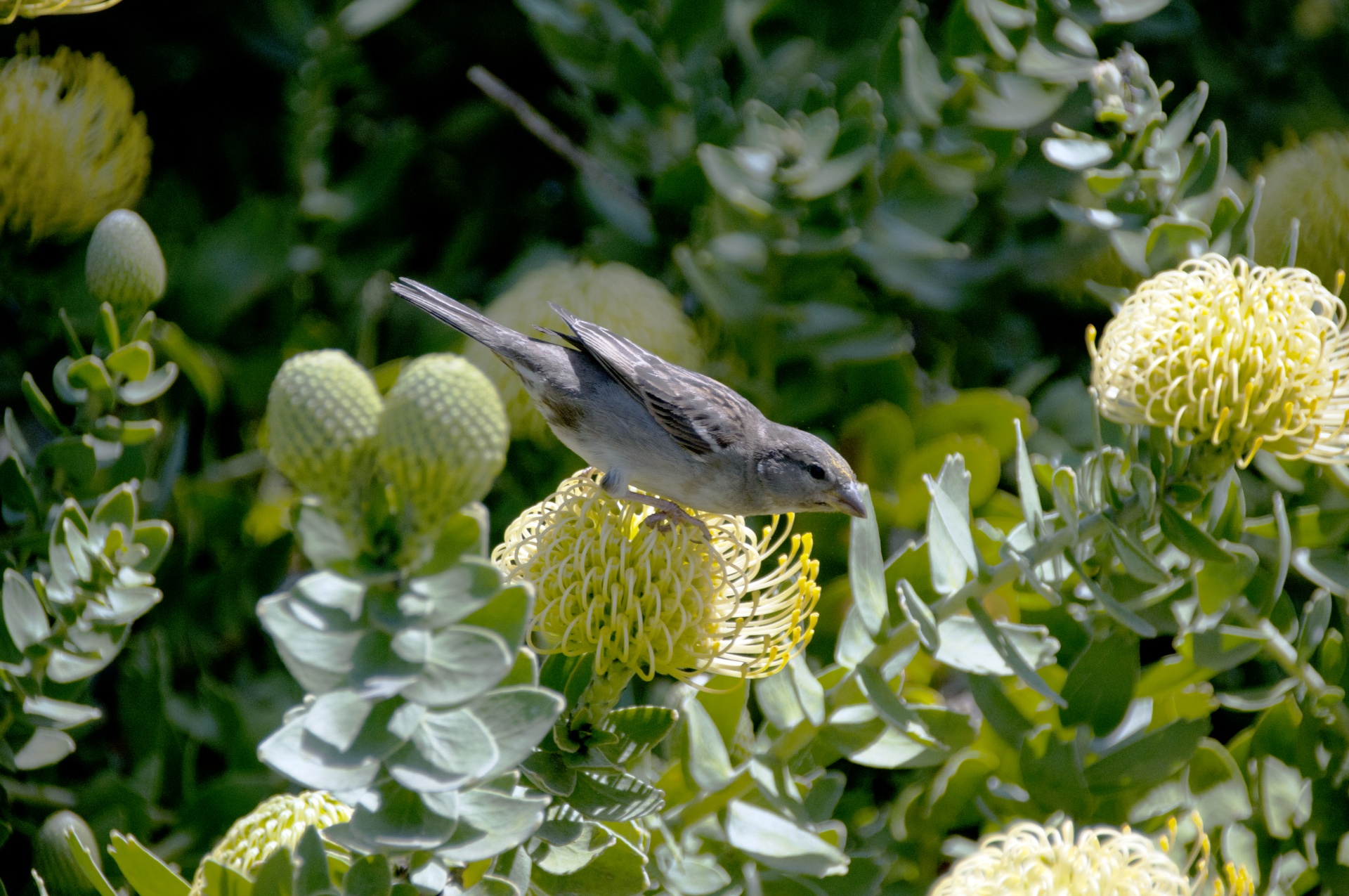 bird birds wildlife free photo