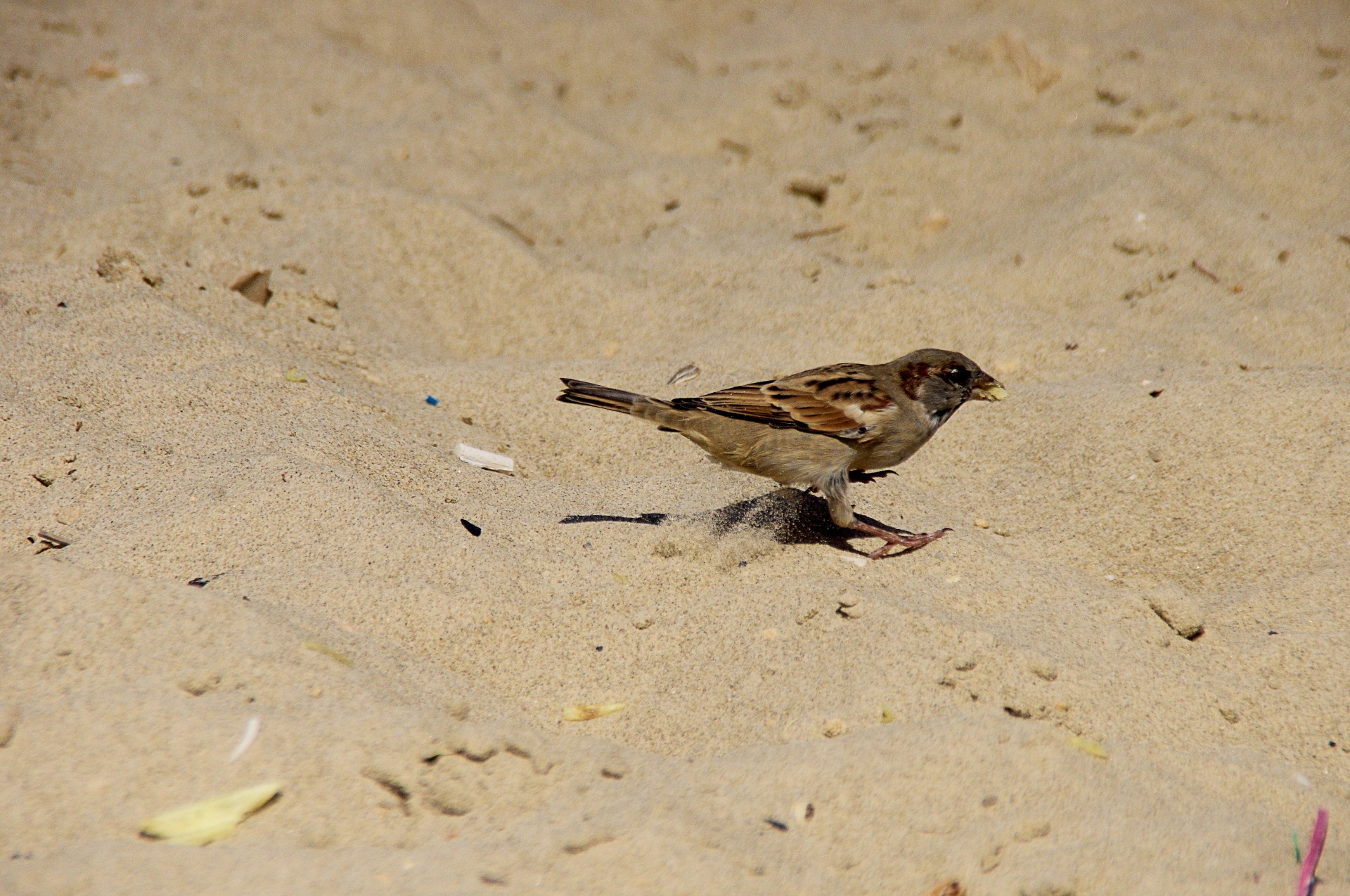 sparrow beach sand free photo