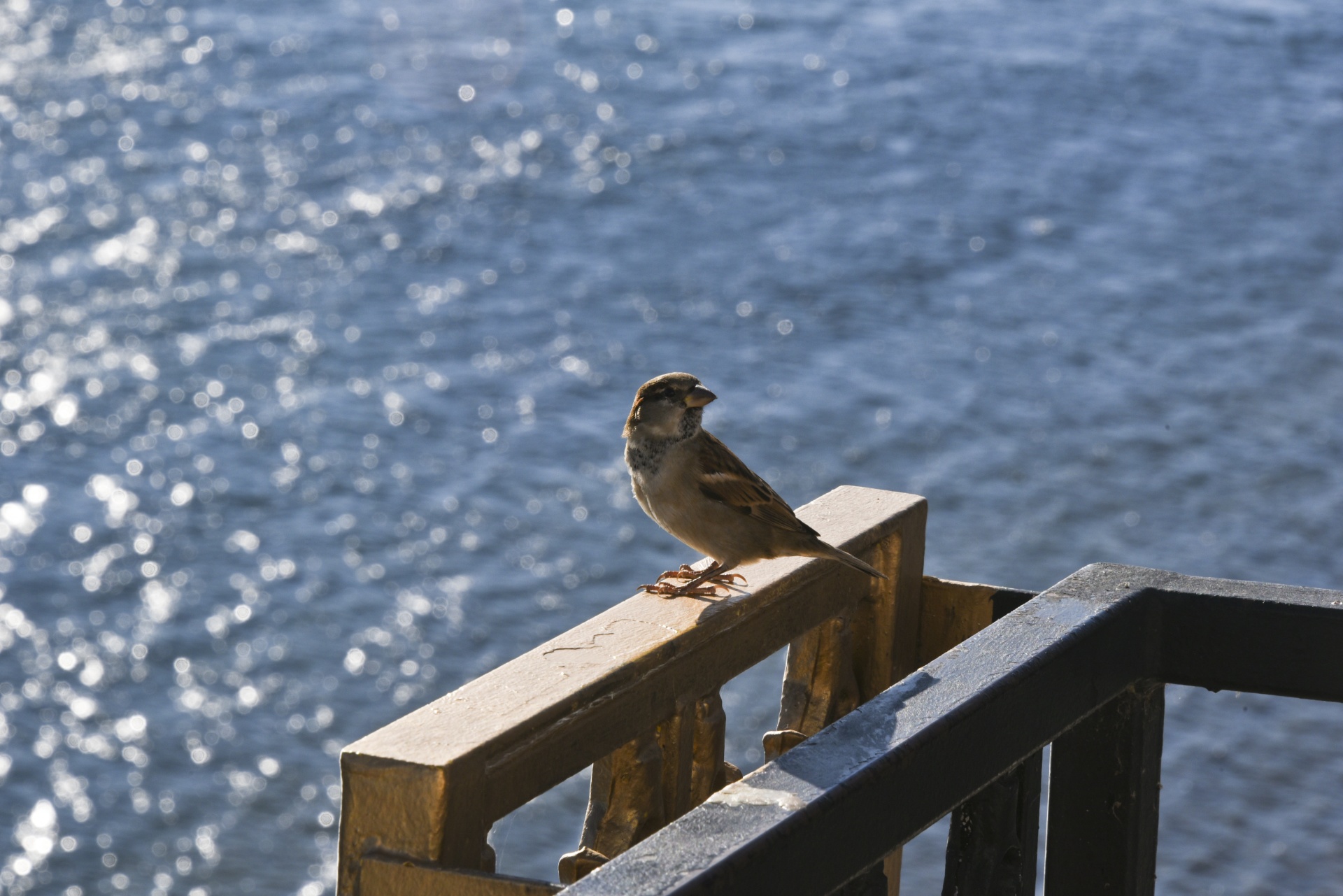 bird sparrow perched free photo
