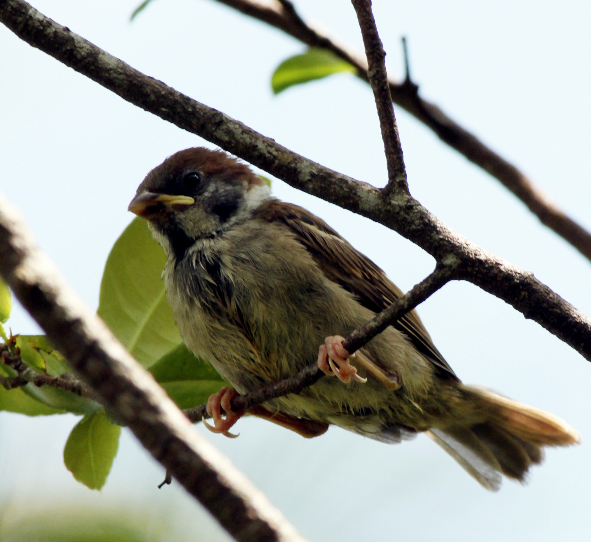 sparrow tree sparrow on the tree free photo