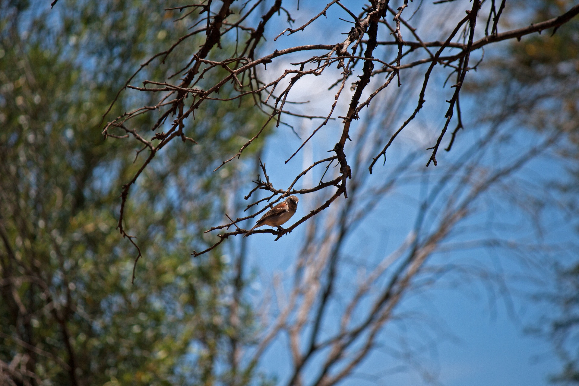 bird sparrow branch free photo