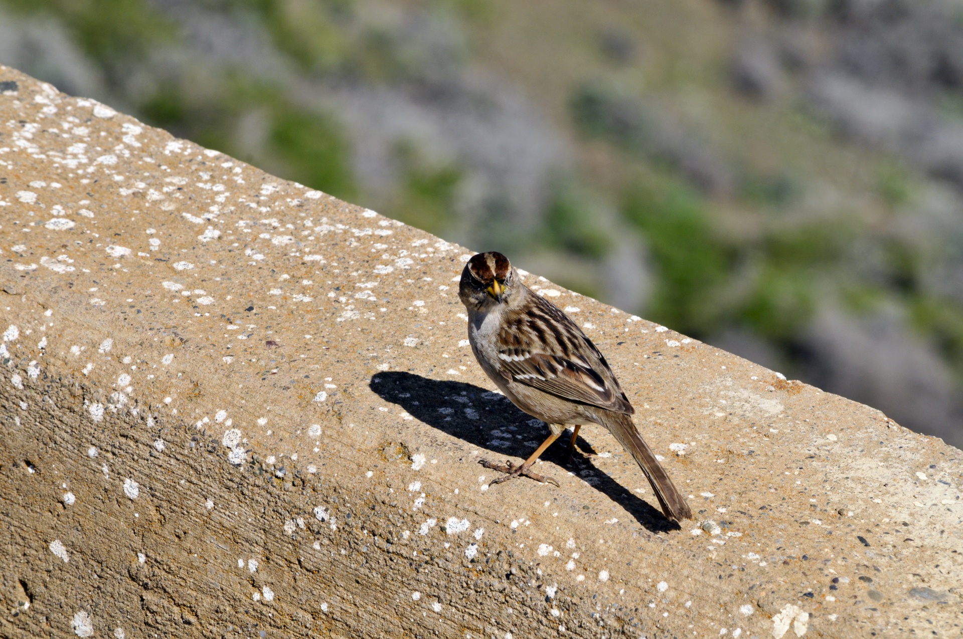 sparrow sparrows bird free photo