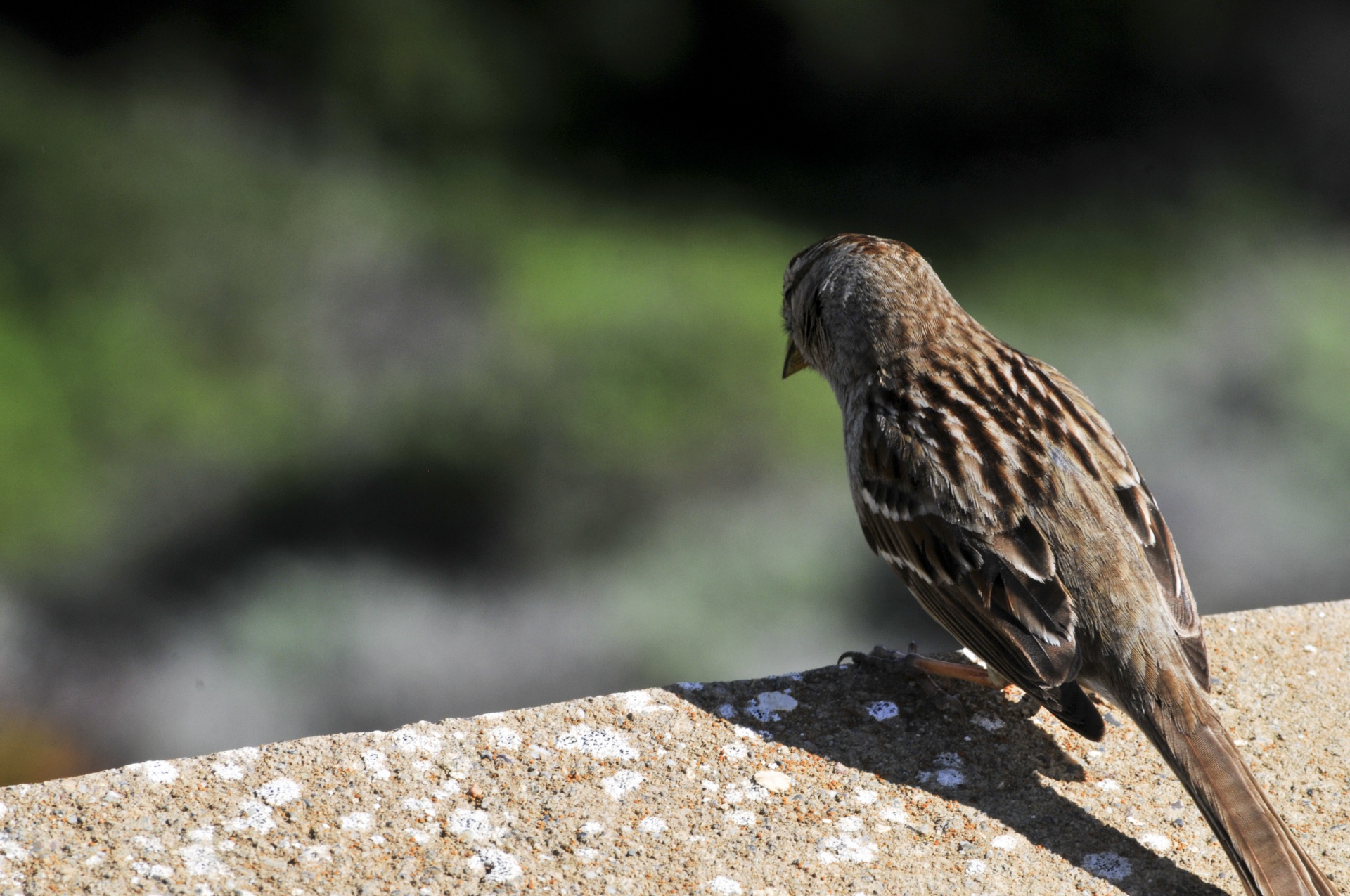 sparrow sparrows bird free photo