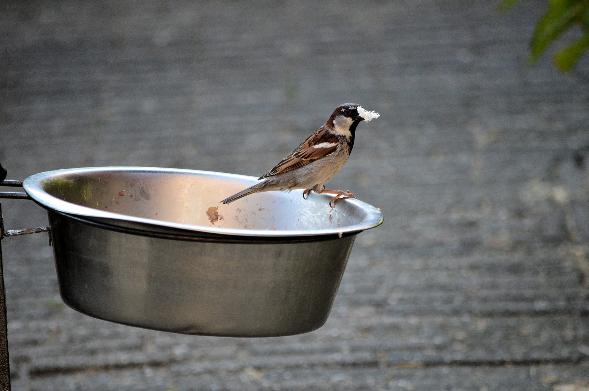 sparrow dinner bird free photo