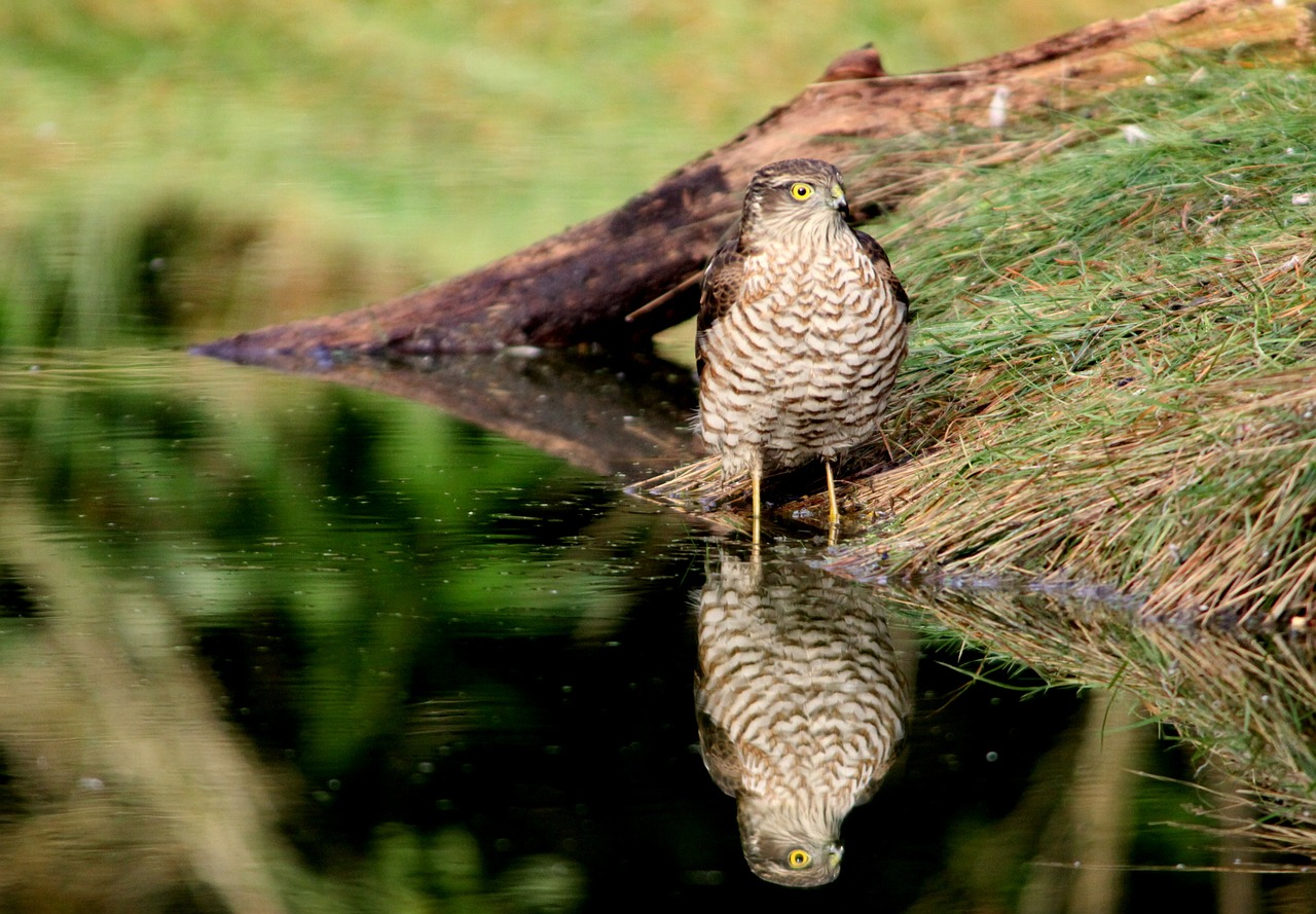 sparrowhawk bird of prey mirror image free photo