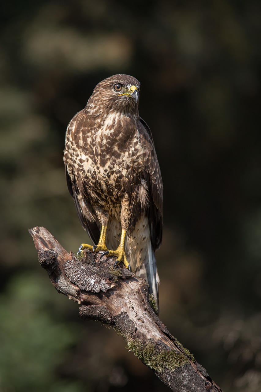 sparrowhawk bird bird of prey free photo