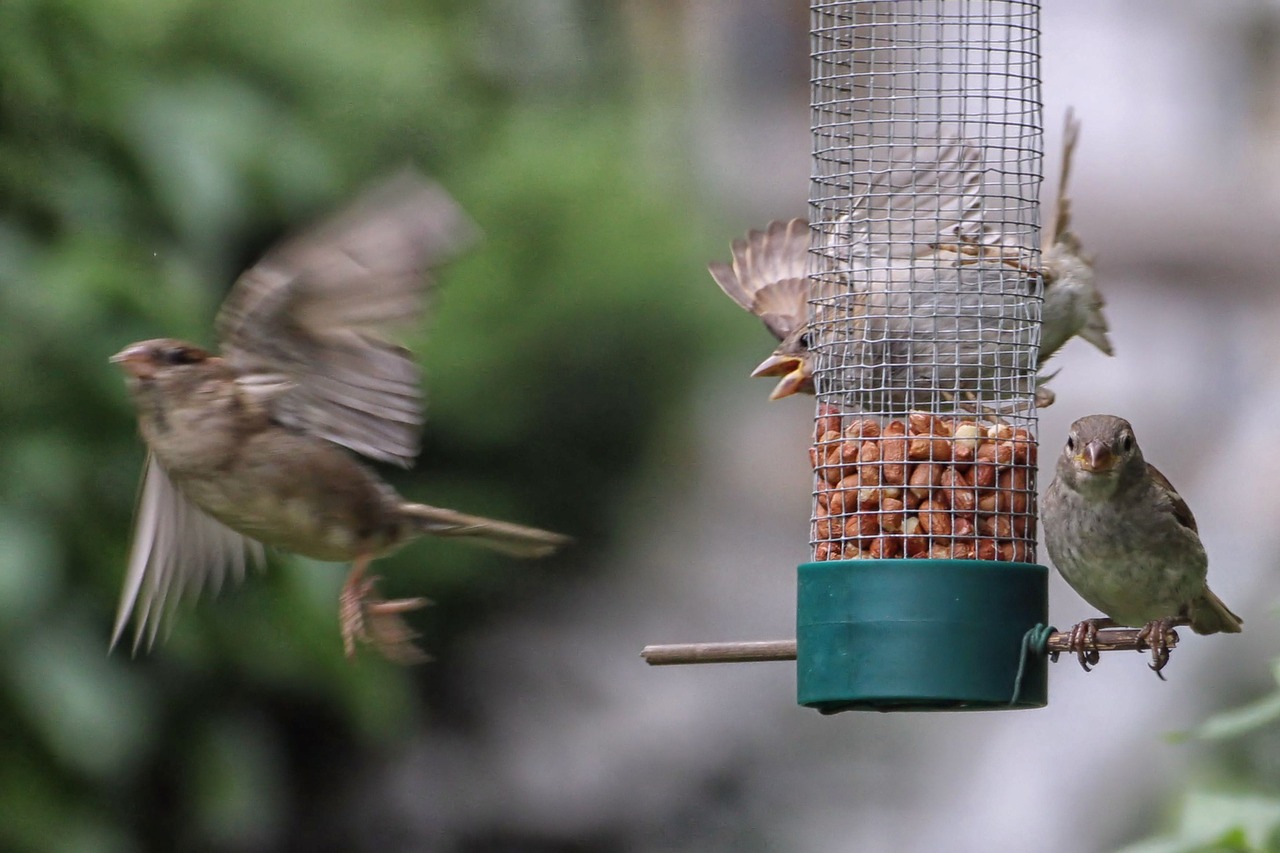 sparrows treat dispenser fly free photo