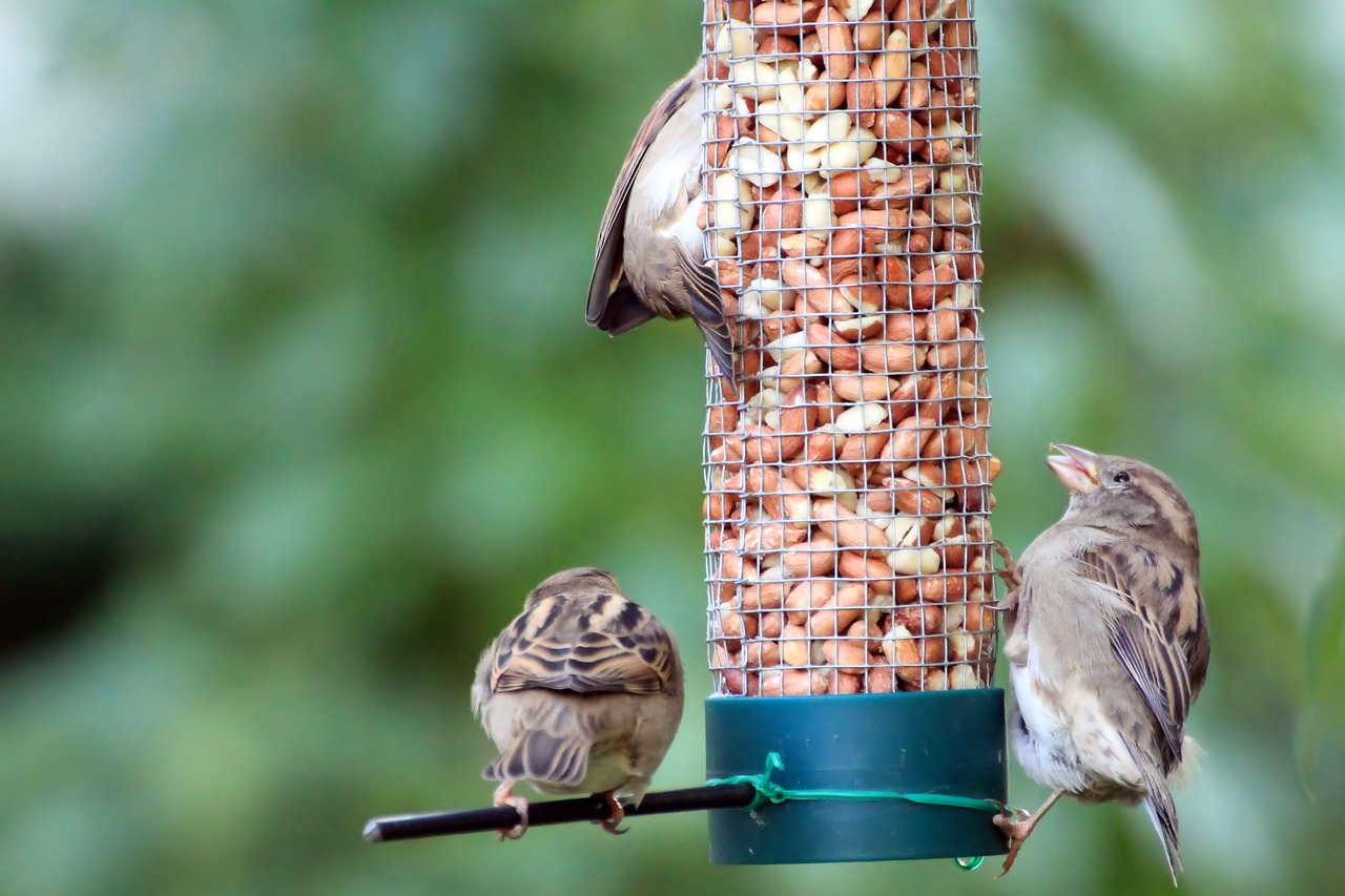 sparrows birds food free photo