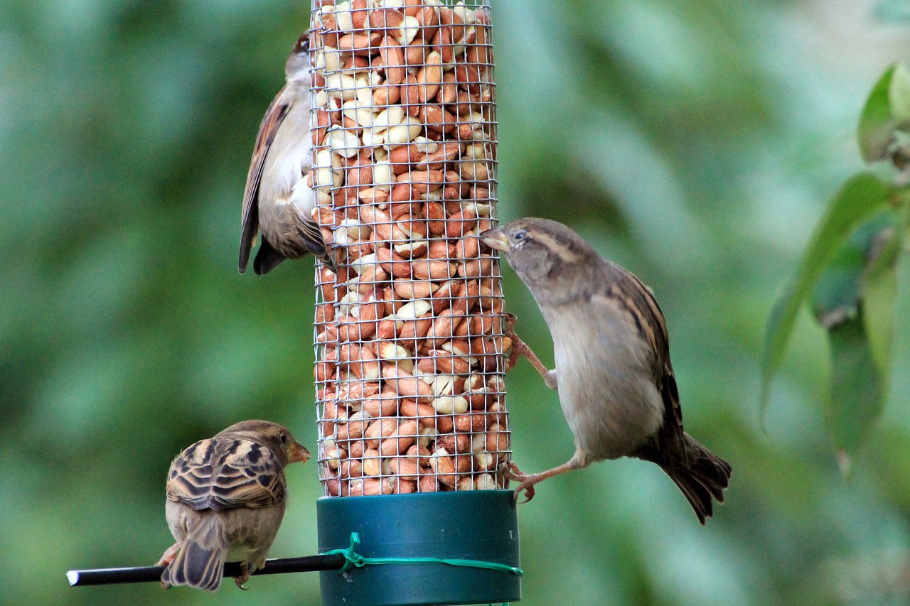 sparrows birds food free photo