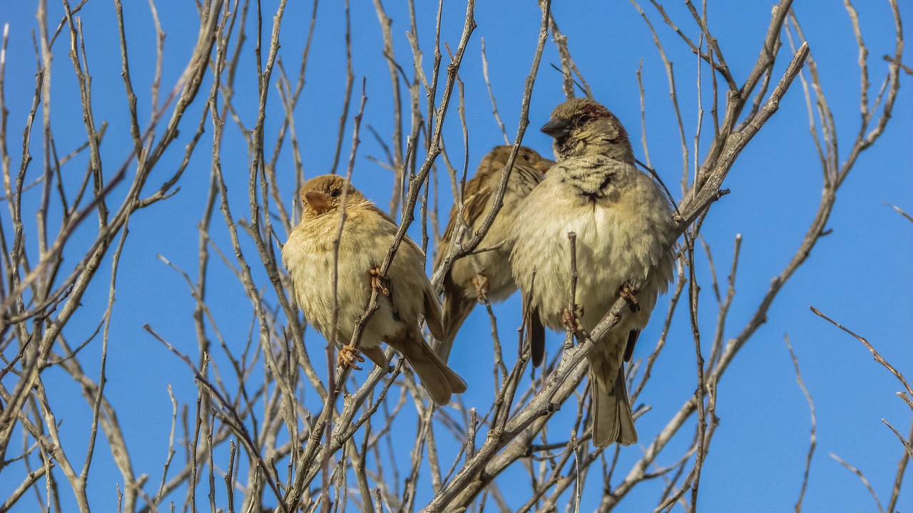 sparrows tree bird free photo